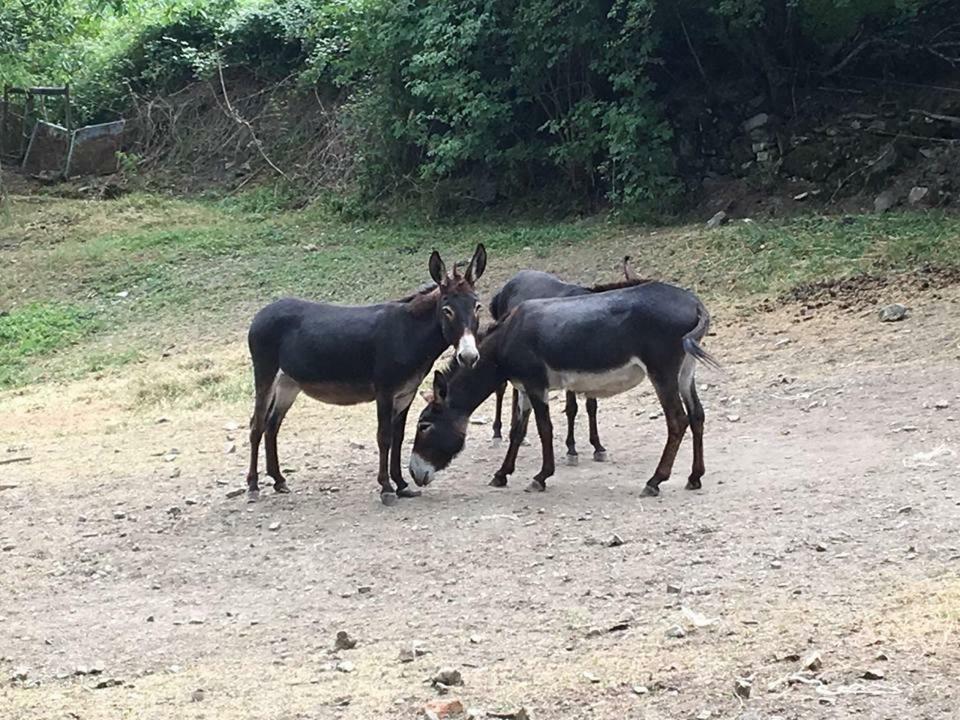 Agriturismo Rio Ricco Busana المظهر الخارجي الصورة